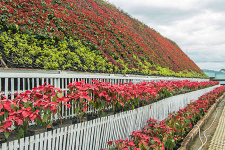 beautiful wall flower in garden.の写真素材