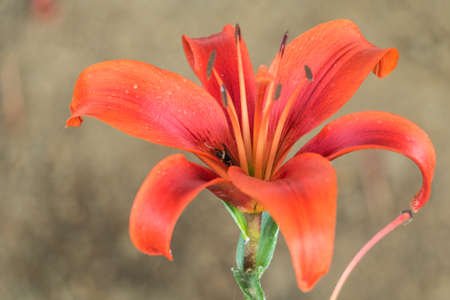close up ,lily flower.の写真素材