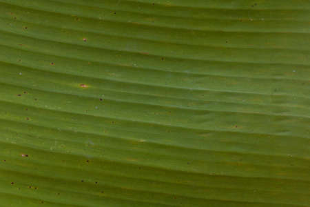 close up,banana leaf  background and texture.の写真素材