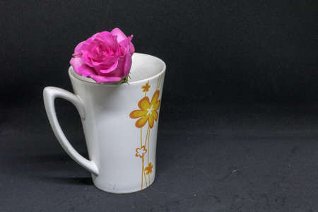 Pink roses.の写真素材