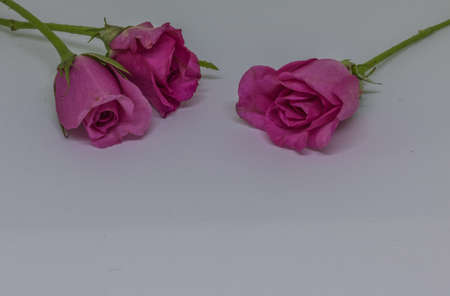 Pink roses on white table for valentine's day.の写真素材