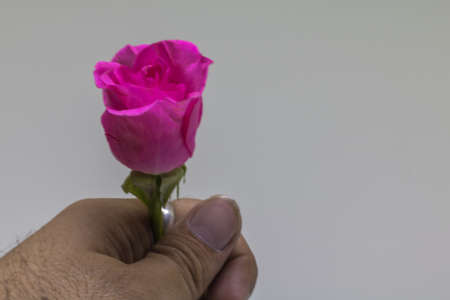 Pink roses by white background for valentine's day.の写真素材