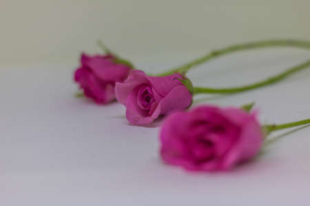 Pink roses on white table for valentine's day.の写真素材