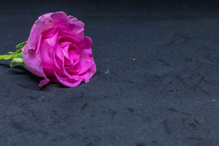 Pink roses on black table for valentine's day.の写真素材