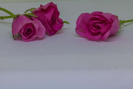 Pink roses on white table for valentine's day.の写真素材