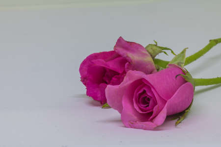 Pink roses on white table for valentine's day.の写真素材