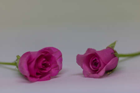 Pink roses on white table for valentine's day.の写真素材
