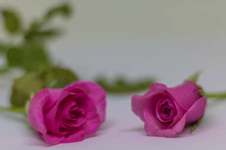 Pink roses on white table for valentine's day.の写真素材