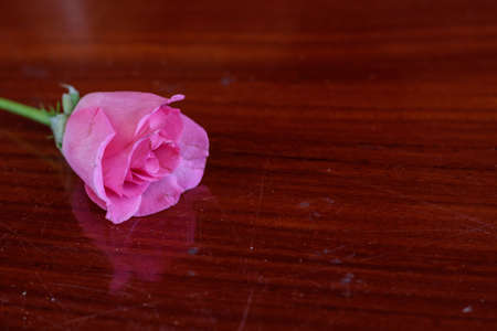 Pink roses on wooden table for valentine's day.の写真素材