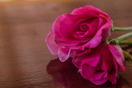 Pink roses on wooden table for valentine's day.の写真素材