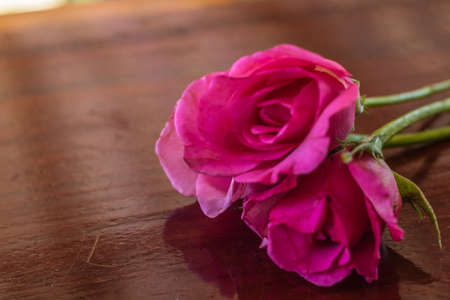 Pink roses on wooden table for valentine's day.の写真素材