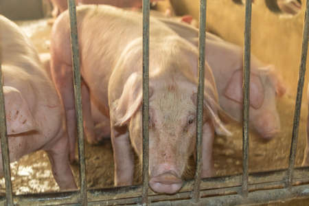 A pig in the farm.の写真素材
