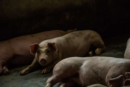 A pig in the farm.の写真素材