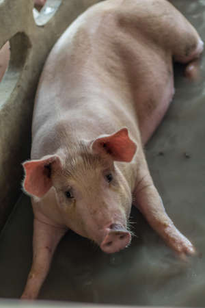 A pig in the farm.