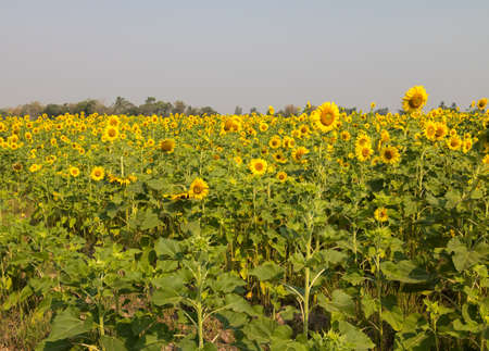 Close up of sunflower,Field of sunflower.の写真素材