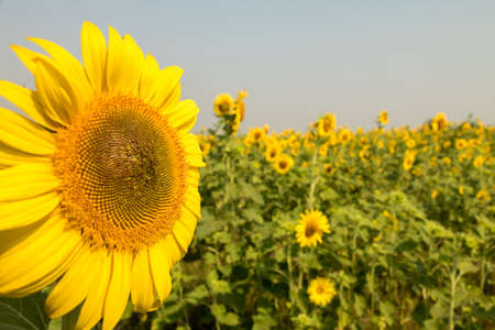 Close up of sunflower,Field of sunflower.の写真素材