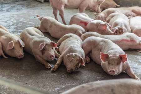 A pig in the farm.の写真素材