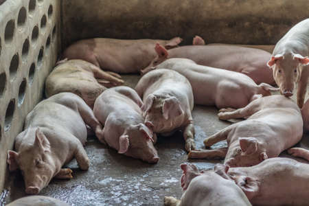 A pig in the farm.の写真素材