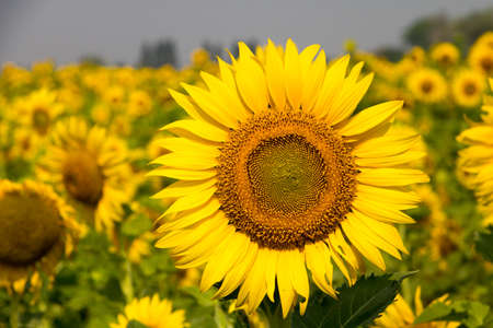 Close up of sunflower,Field of sunflower.の写真素材