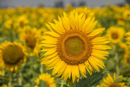 Close up of sunflower,Field of sunflower.の写真素材