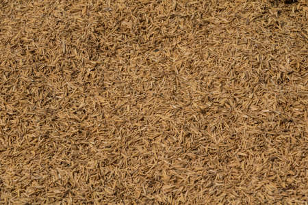 Husk of rice background and texture.の写真素材