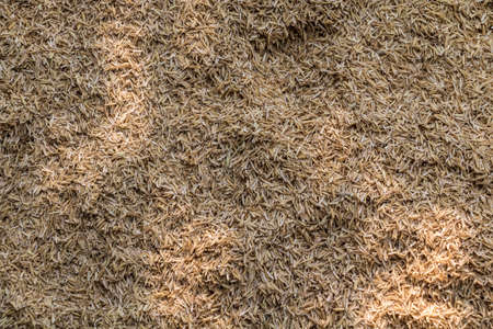 Husk of rice background and texture.の写真素材