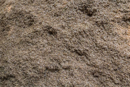Husk of rice background and texture.の写真素材