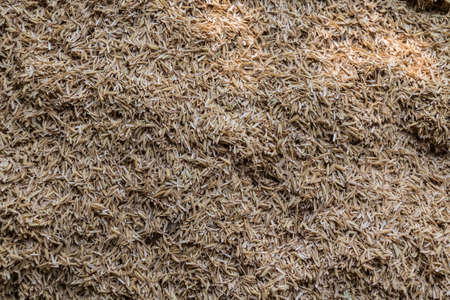 Husk of rice background and texture.の写真素材