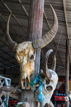 Head skull horn of buffalo.の写真素材