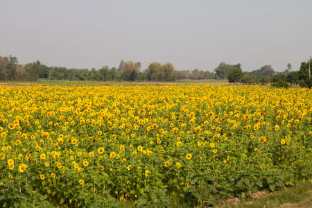 sunflower,Field of sunflower.の写真素材