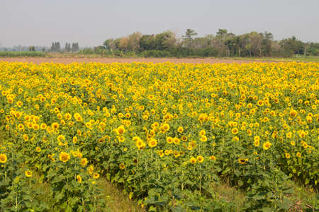 sunflower,Field of sunflower.の写真素材