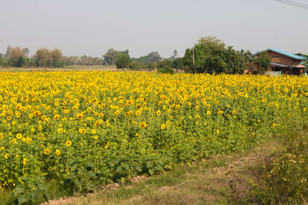 sunflower,Field of sunflower.の写真素材