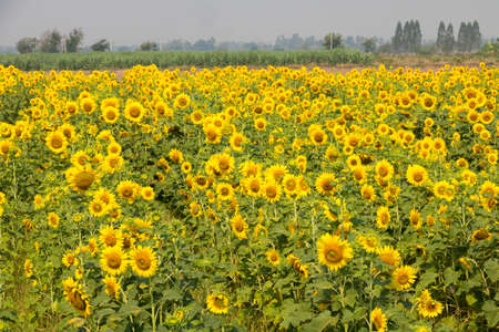 Field of sunflower.の写真素材
