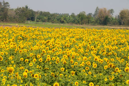 Field of sunflower.の写真素材