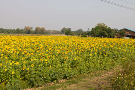 Field of sunflower.の写真素材