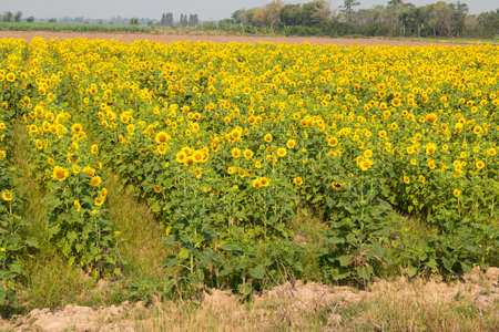 Field of sunflower.の写真素材