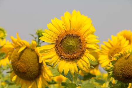 Field of sunflower.の写真素材