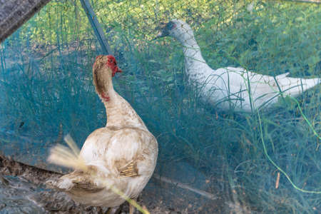 Two white ducks with a net between them.の写真素材