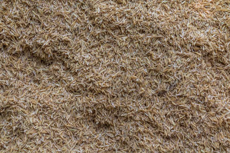 Husk of rice background and texture.の写真素材