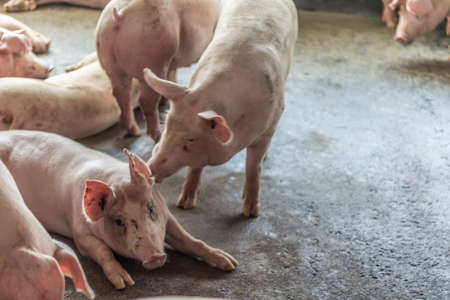 A pig in the farm.の写真素材