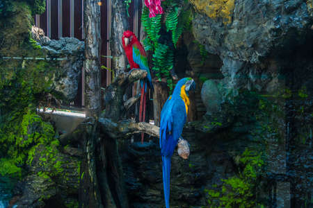 Colorful Macaw on a branch.の写真素材