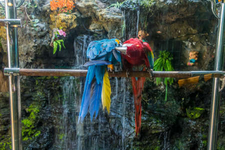 Colorful Macaw on a Steel.