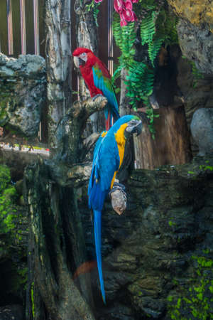 Colorful Macaw on a branch.の写真素材