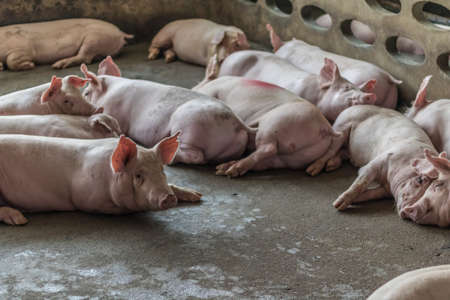 A pig in the farm.の写真素材