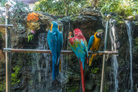 Colorful Macaw on a Steel.の写真素材