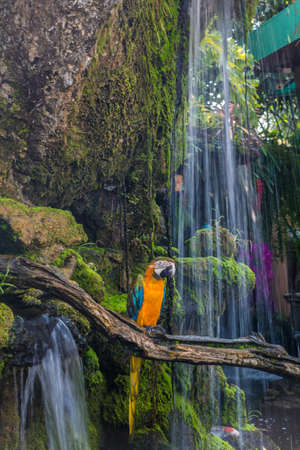 Colorful Macaw on a branch.の写真素材