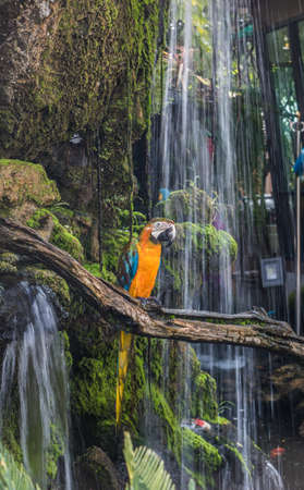 Colorful Macaw on a branch by waterfall background.の写真素材
