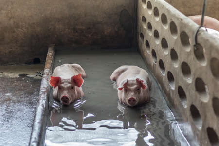 A pig in the farm.の写真素材