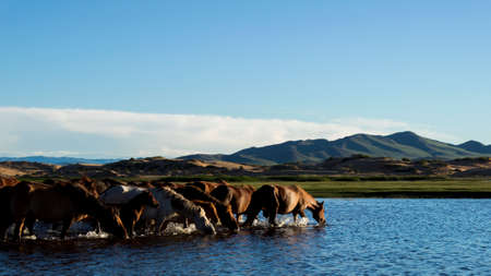 Horeses drinking waterの写真素材