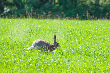 Hopping rabbitのeditorial素材